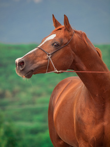 赛车酸模阿拉伯种马的肖像图片