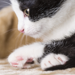 宝贝猫玩房子爪子猫宠物猫食物喵小猫看晶须忠实