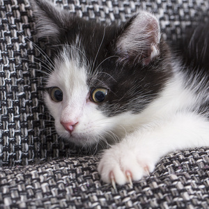 宝贝猫玩房子爪子猫宠物猫食物喵小猫看晶须忠实