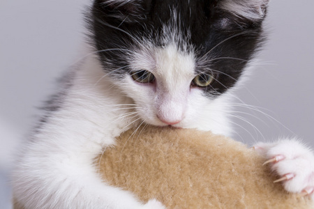 宝贝猫玩房子爪子猫宠物猫食物喵小猫看晶须忠实