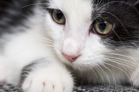 宝贝猫玩房子爪子猫宠物猫食物喵小猫看晶须忠实