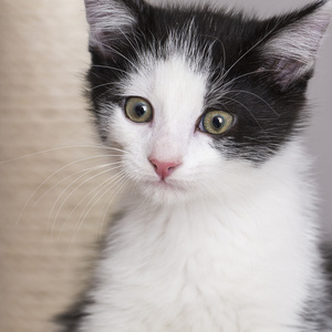 宝贝猫玩房子爪子猫宠物猫食物喵小猫看晶须忠实