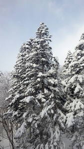 与雪松树