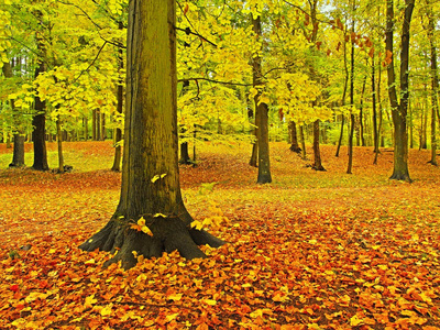 与叶树的秋天公园，多彩的树叶的阿斯彭 槭树 板栗覆盖地面