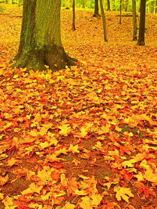 与叶树的秋天公园，多彩的树叶的阿斯彭 槭树 板栗覆盖地面
