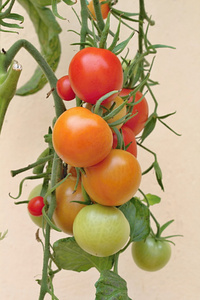 多彩番茄花园