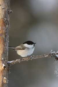 柳雀，parus borealis 蒙塔努斯