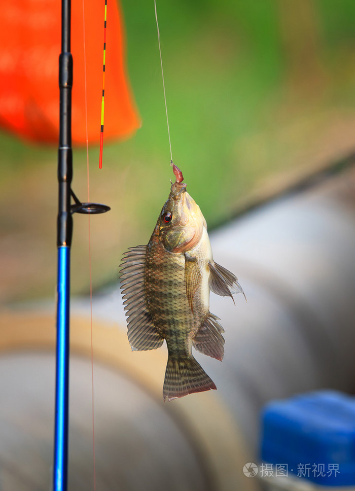 尼罗河鱼挂在钩上