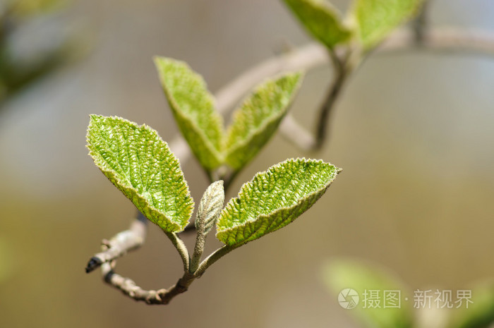 春天的幼叶alnus