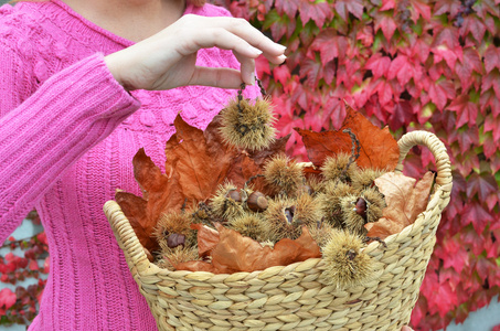 秋天栗子和叶子在篮子里