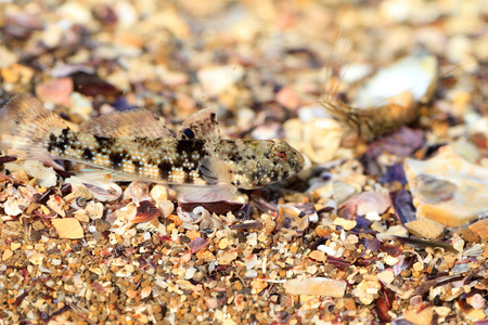 在日本的昏暗 frillgoby bathygobius 青海田鼠