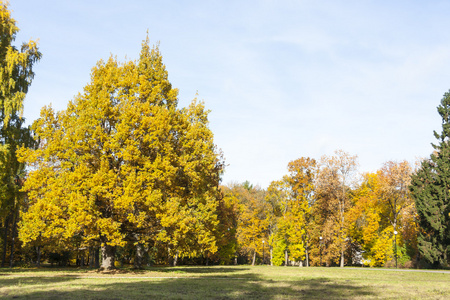 七彩树与黄色树叶在秋天
