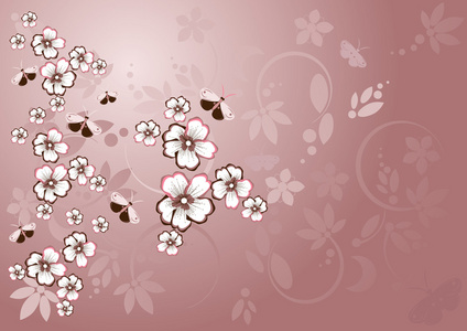 Sakura blossom樱花盛开