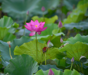 朵盛开的莲花