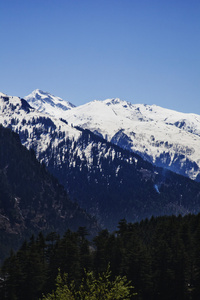 森林与积雪山脉