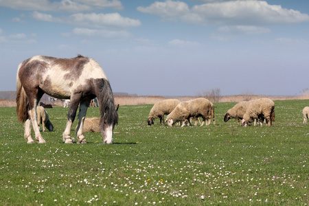 马和羊牧场农场的动物
