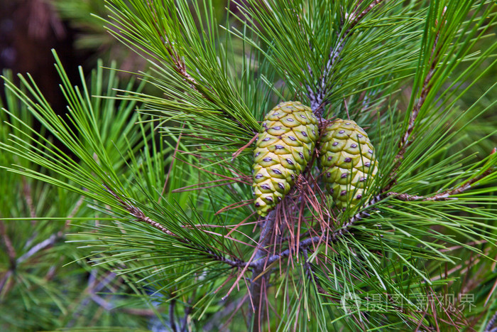 松树和松果