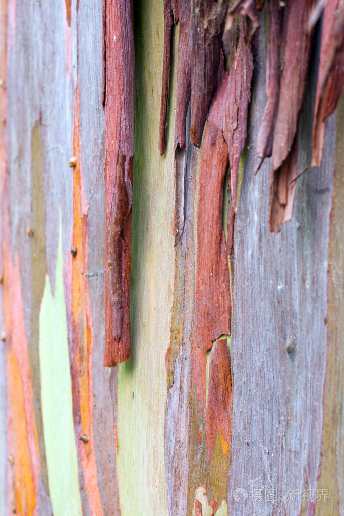 七彩树树皮