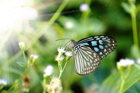 蓝玻虎蝴蝶在花上。Ideopsis simillis persim