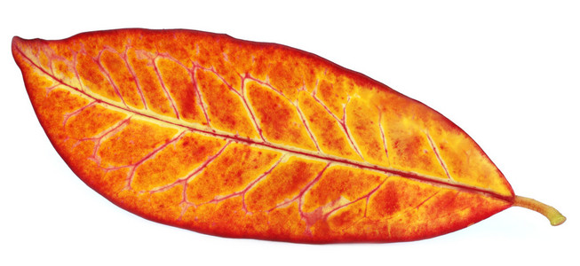 一阵亡者花从指已提到的人树一瓶sangre de drago油,上面有巴豆麻风树