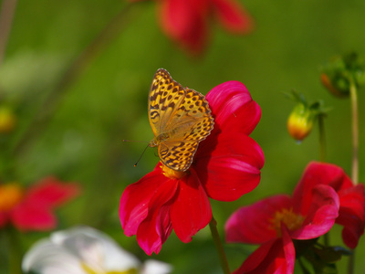 上一朵花的蝴蝶