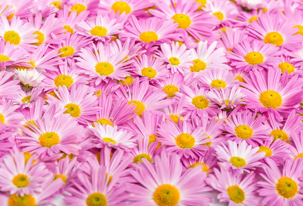 黄色和粉红色鲜花背景