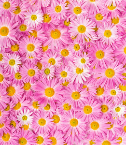 黄色和粉红色鲜花背景