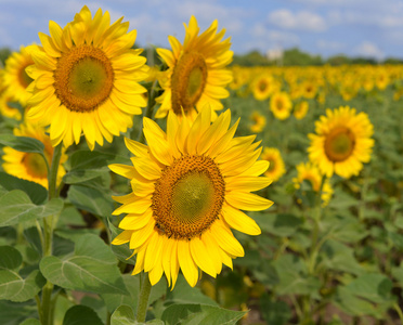 金葵花