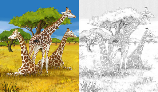 safari长颈鹿彩页儿童插画