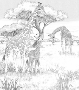safari长颈鹿彩页儿童插画