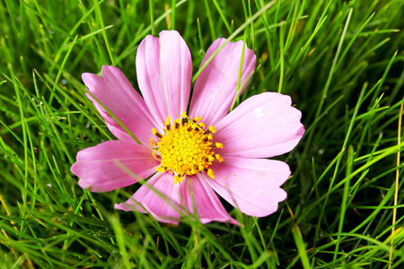 美丽的粉红色的花在绿色草地上关闭