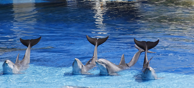 dauphins en agitant sa queue souleve