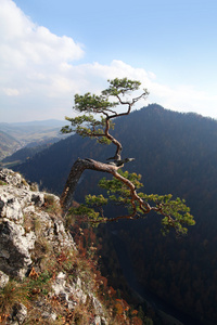 sokolica 峰值符号 pieniny 山的孑遗松