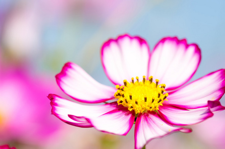 白色和粉红色的波斯菊