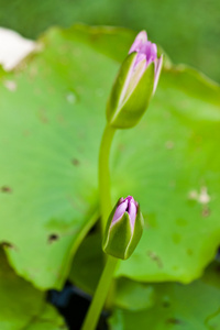 莲花河上