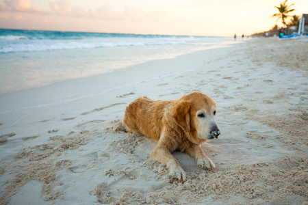 漂亮的小狗在沙滩上