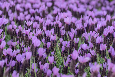 西班牙的紫色薰衣草
