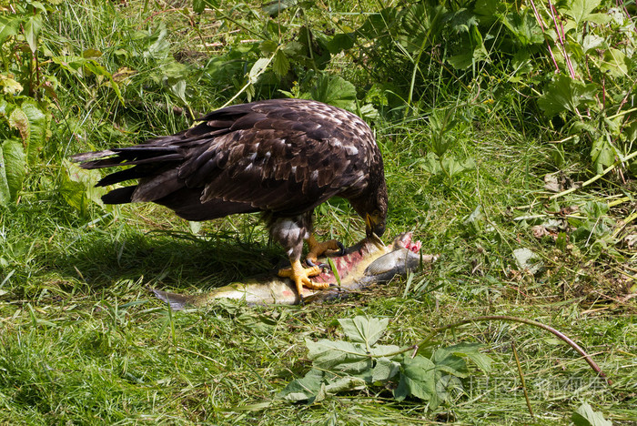 秃头鹰吃三文鱼
