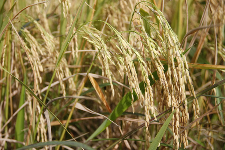 穗水稻