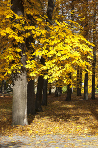秋天的板栗树