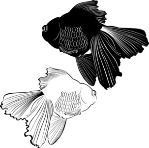 黑色和白色鱼