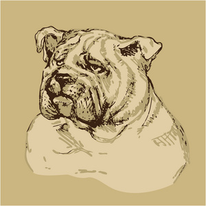 狗的头手绘制的图草绘的复古风格