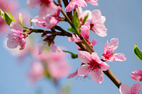 蜜蜂桃花图片