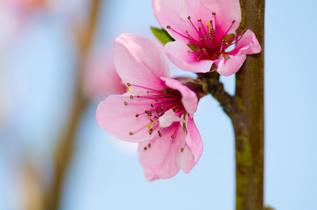 桃花