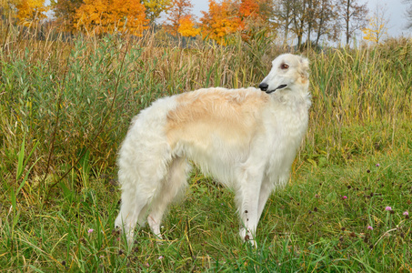 猎狼犬的狗图片