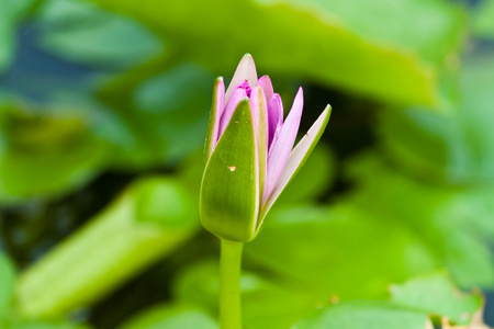 莲花河上