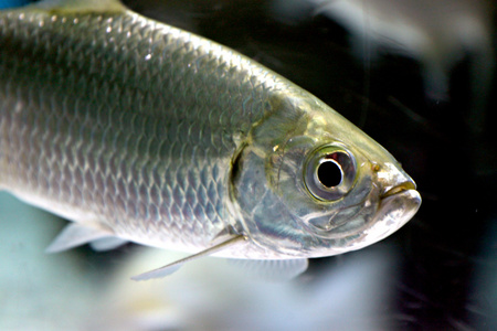 大西洋大海鲢在水族馆的大西洋海鲢鱼照片