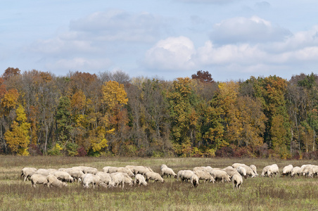 在秋天的颜色草原上的羊