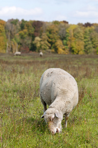 在秋天的颜色草原上的羊