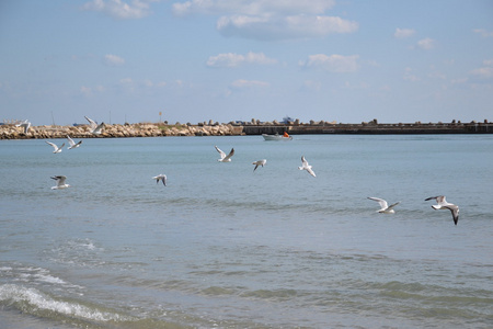 海鸥在海